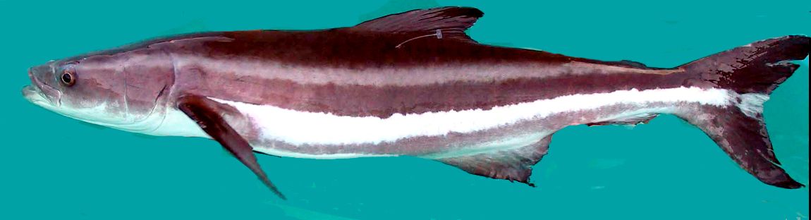 Rachycentron canadum_07